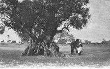 'Un olivier a Djerba; Afrique du nord 1914. Creator: Jules Gervais-Courtellemont