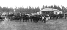 'Un marche aux boeufs au Transvaal; Afrique Australe 1914. Creator: Unknown