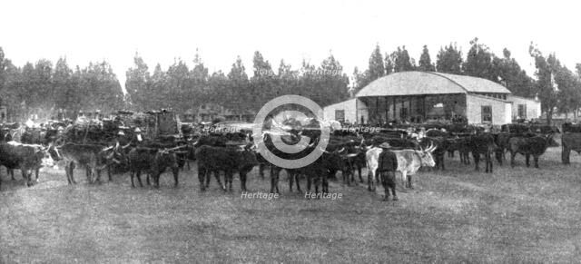 ''Un marche aux boeufs au Transvaal; Afrique Australe', 1914. Creator: Unknown.