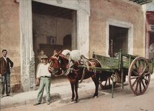 Un Mulo de la Habana, c1900. Creator: William H. Jackson