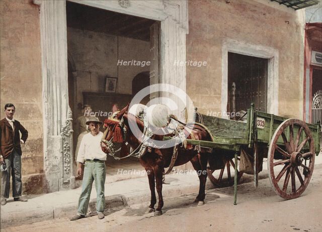 Un Mulo de la Habana, c1900. Creator: William H. Jackson.