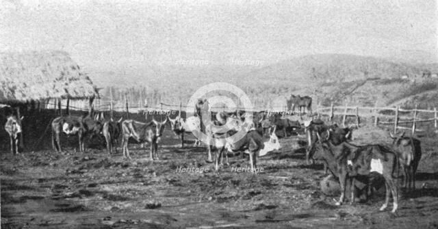 ''Un troupeau de boeufs a Madagascar; Iles Africaines de la mer des Indes', 1914. Creator: Unknown.