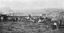 'Un troupeau de boeufs a Madagascar; Iles Africaines de la mer des Indes 1914. Creator: Unknown