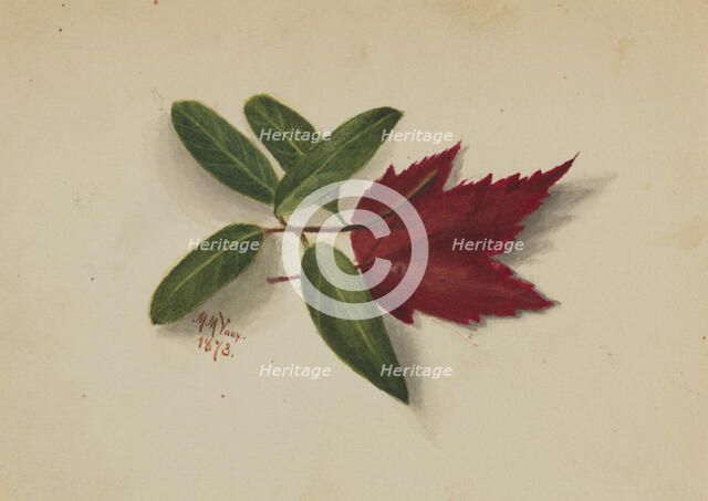 Untitled, 1873. Creator: Mary Vaux Walcott.