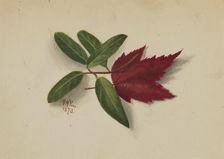 Untitled, 1873. Creator: Mary Vaux Walcott