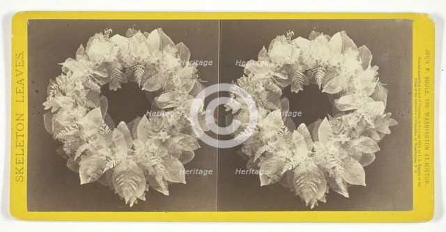 Untitled, 1873. [Skeleton leaves]. Creator: John P. Soule.