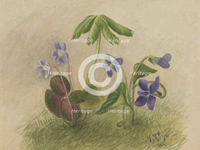 Untitled, 1874. Creator: Mary Vaux Walcott.