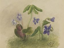 Untitled, 1874. Creator: Mary Vaux Walcott