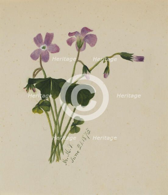 (Untitled), 1875. Creator: Mary Vaux Walcott.