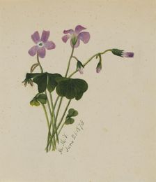 (Untitled), 1875. Creator: Mary Vaux Walcott