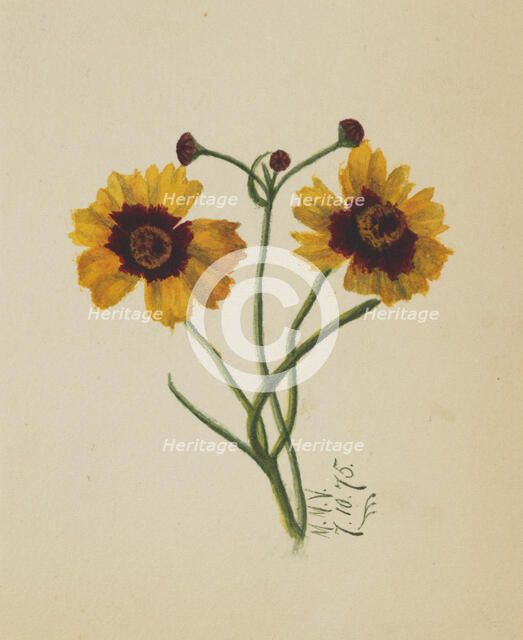 (Untitled), 1875. Creator: Mary Vaux Walcott.