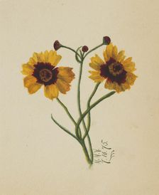 (Untitled), 1875. Creator: Mary Vaux Walcott