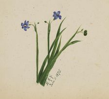 (Untitled), 1875. Creator: Mary Vaux Walcott
