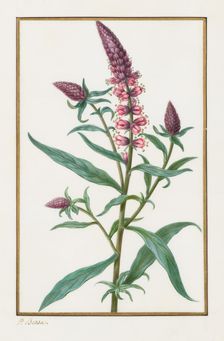Untitled, 1828-1835. Creator: Pancrace Bessa (French, 1772-1846)