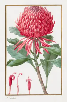 Untitled, 1828-1835. Creator: Pancrace Bessa (French, 1772-1846)