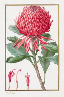 Untitled, 1828-1835. Creator: Pancrace Bessa (French, 1772-1846)