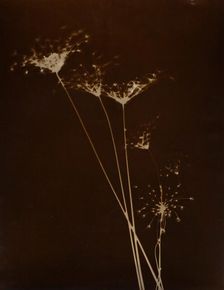 Untitled, 1923-1929. Creator: Curtis Moffat