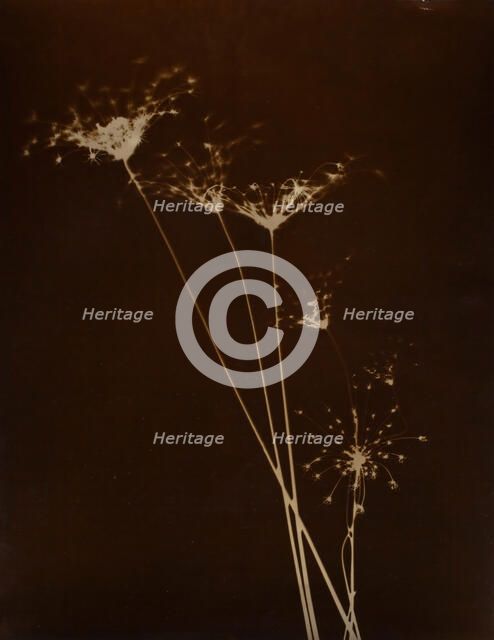 Untitled, 1923-1929. Creator: Curtis Moffat.