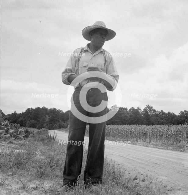 Untitled, 1935-1942. [African-American man near a field of corn]. Creator: Unknown.