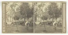 Untitled [cows], 1850/77. Creator: Adolphe Braun