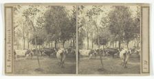 Untitled [cows], 1850/77. Creator: Adolphe Braun
