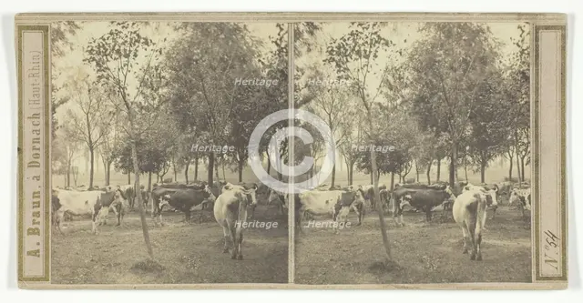 Untitled [cows], 1850/77.  Creator: Adolphe Braun.