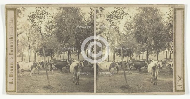 Untitled [cows], 1850/77.  Creator: Adolphe Braun.