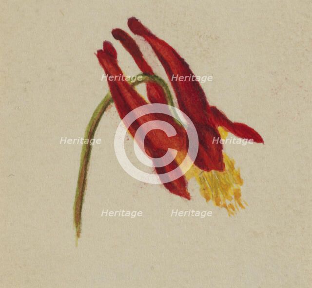 (Untitled), ca. 1874. Creator: Mary Vaux Walcott.