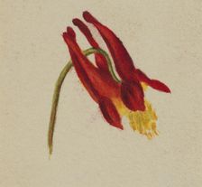 (Untitled), ca. 1874. Creator: Mary Vaux Walcott