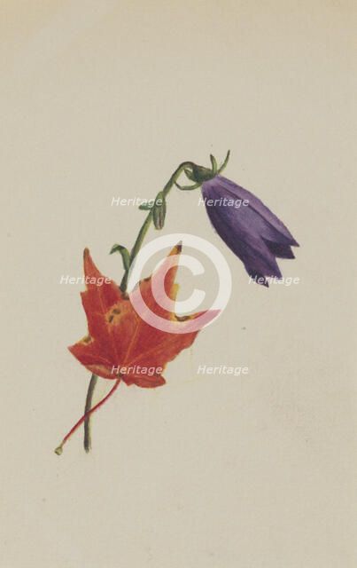 (Untitled), ca. 1876. Creator: Mary Vaux Walcott.