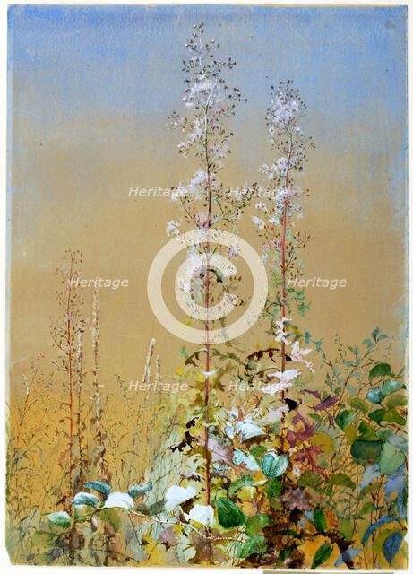 Untitled, ca. 1876. Creator: Fidelia Bridges.