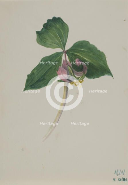 Untitled, ca. 1920. Creator: Mary Vaux Walcott.