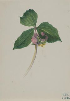 Untitled, ca. 1920. Creator: Mary Vaux Walcott