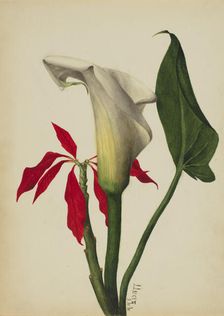 Untitled (Calla Lily), 1877. Creator: Mary Vaux Walcott