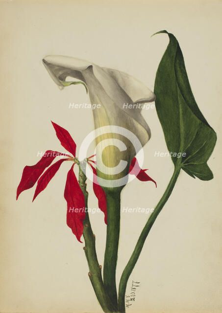 Untitled (Calla Lily), 1877. Creator: Mary Vaux Walcott.