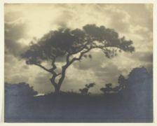 Untitled (Cloudy Landscape with Tree), 1850-1900. Creator: Unknown