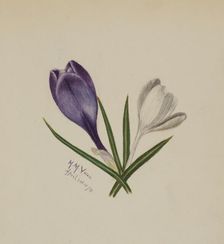 Untitled (Crocuses), 1874. Creator: Mary Vaux Walcott