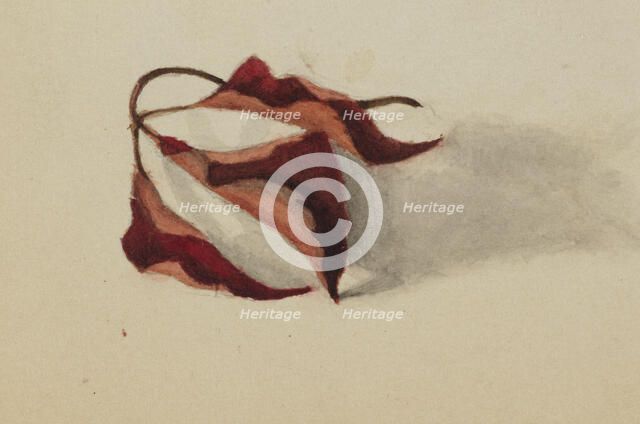 Untitled (Curled Autumn Leaves), 1872. Creator: Mary Vaux Walcott.