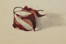 Untitled (Curled Autumn Leaves), 1872. Creator: Mary Vaux Walcott