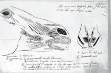 (Untitled) (Anatomical Study Of Horse's Head), 1878. Creator: Thomas Eakins