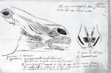 (Untitled) (Anatomical Study Of Horse's Head), 1878. Creator: Thomas Eakins