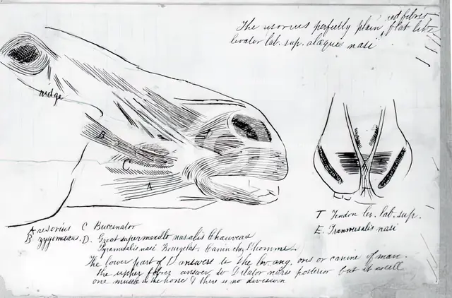 (Untitled) (Anatomical Study Of Horse's Head), 1878. Creator: Thomas Eakins.