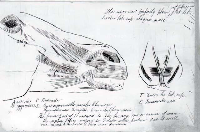 (Untitled) (Anatomical Study Of Horse's Head), 1878. Creator: Thomas Eakins.