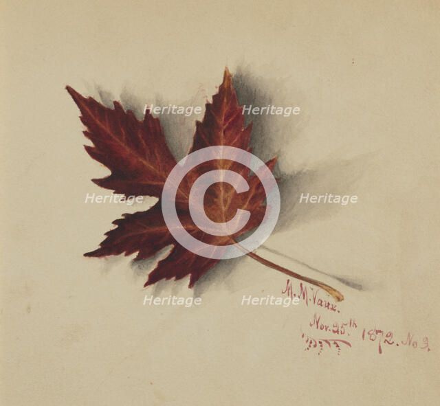Untitled (Autumn Leaf), 1872. Creator: Mary Vaux Walcott.