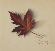 Untitled (Autumn Leaf), 1872. Creator: Mary Vaux Walcott