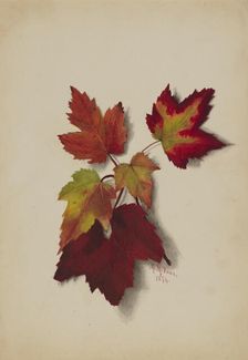 Untitled (Autumn Leaves), 1874. Creator: Mary Vaux Walcott
