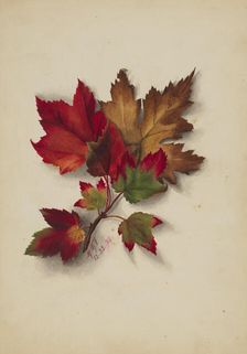 Untitled (Autumn Leaves), 1874. Creator: Mary Vaux Walcott