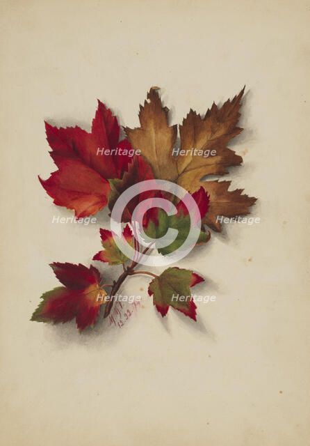 Untitled (Autumn Leaves), 1874. Creator: Mary Vaux Walcott.