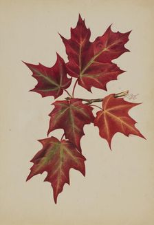 Untitled (Autumn Leaves), 1877. Creator: Mary Vaux Walcott