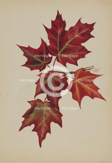 Untitled (Autumn Leaves), 1877. Creator: Mary Vaux Walcott.